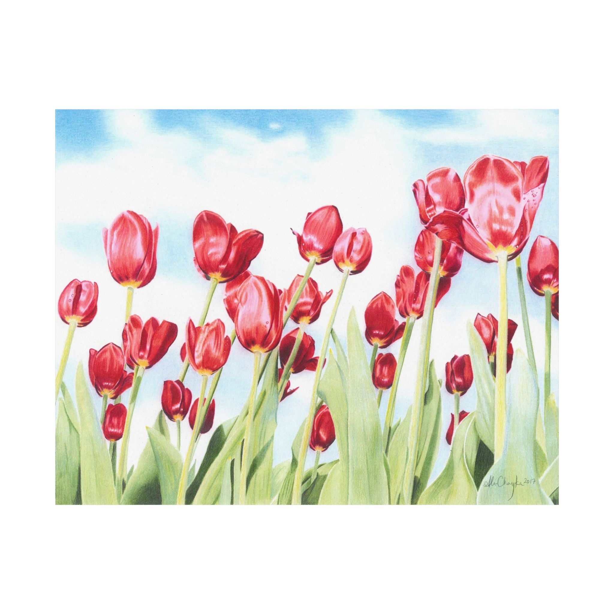 Red Tulips Art Print (11"x14")